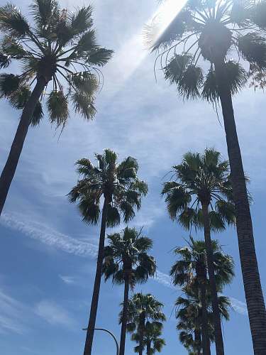 palm tree low angle photo of fan palm trees under blue sky plant